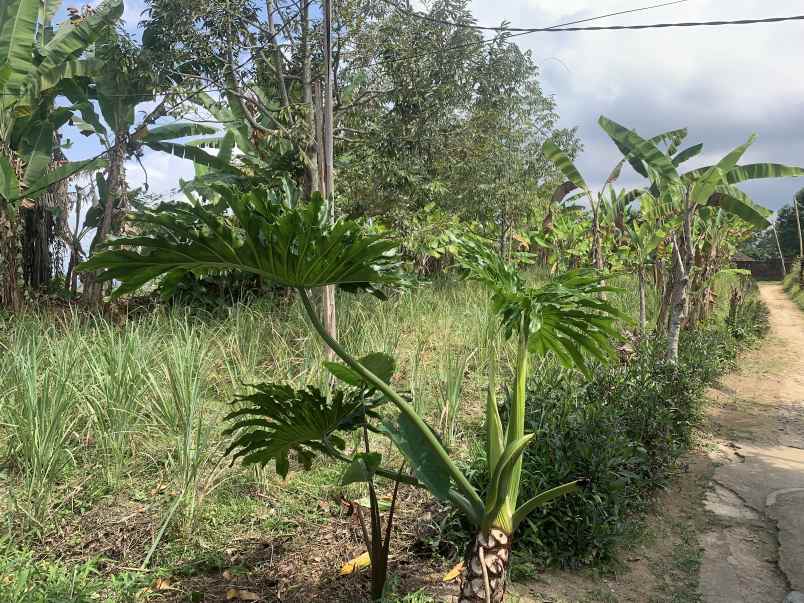 dijual tanah jalan apuan pacung tabanan
