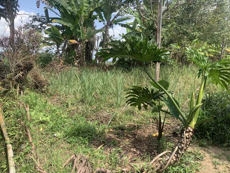 dijual tanah jalan apuan pacung tabanan