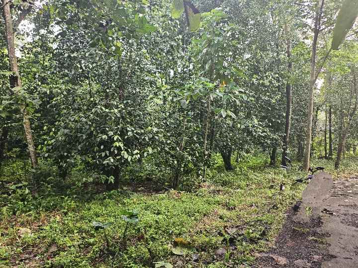 dijual tanah kebun pinggir jalan desa