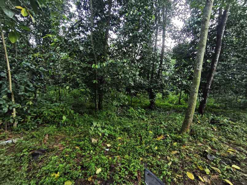 dijual tanah kebun pinggir jalan desa
