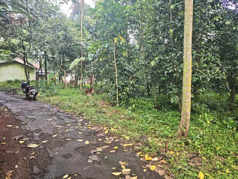 dijual tanah kebun pinggir jalan desa