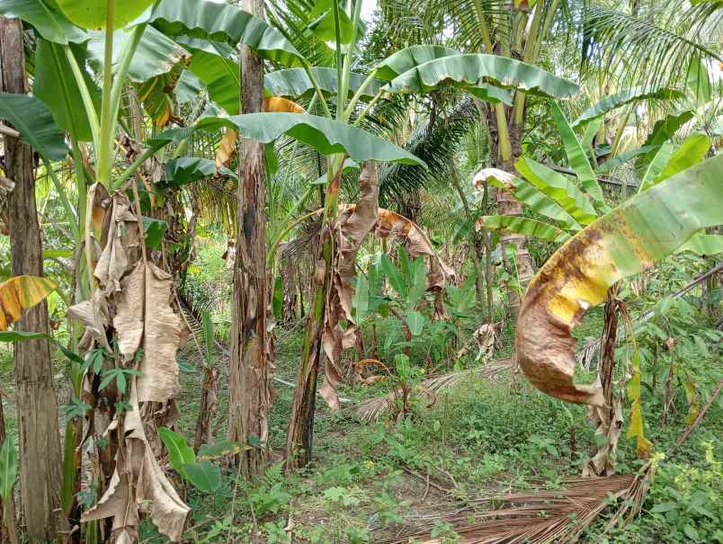 dijual tanah kerambitan tabanan bali