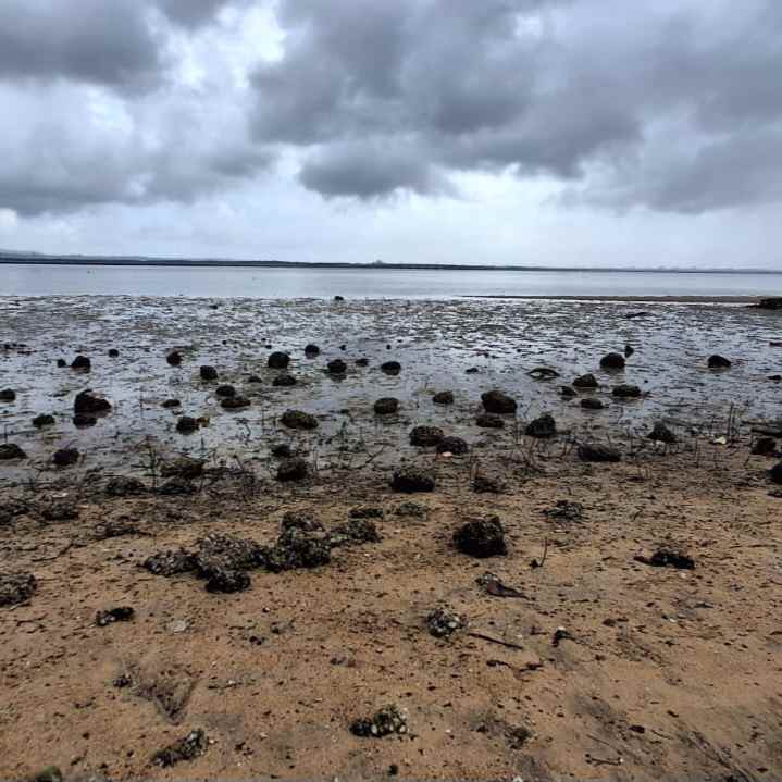 dijual tanah los pantai
