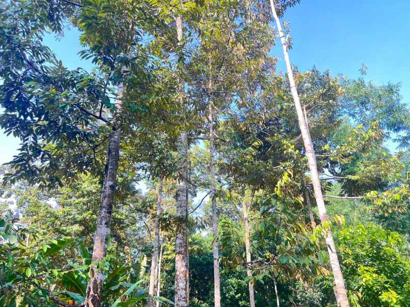 dijual tanah mojogedang karanganyar