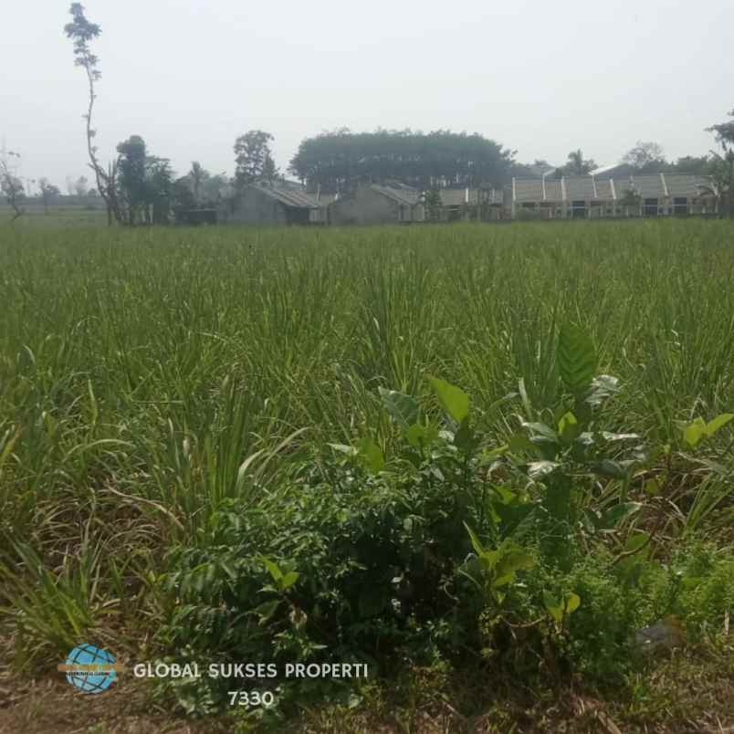 Tanah Luas Strategis Cocok Untuk Pertanian Di Pakisaji Malang