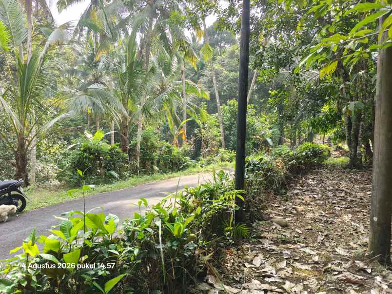 dijual tanah selemadeg tabanan bali