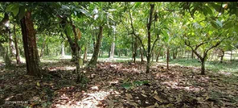 dijual tanah selemadeg tabanan bali