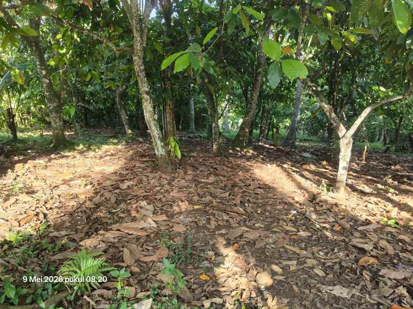 dijual tanah selemadeg tabanan bali