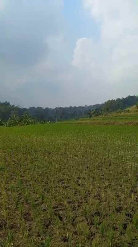 dijual tanah sumber kembar pacet mojokerto