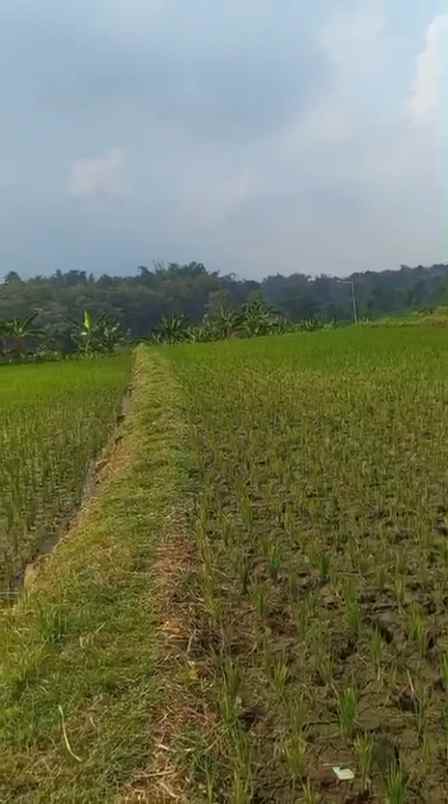 dijual tanah sumber kembar pacet mojokerto