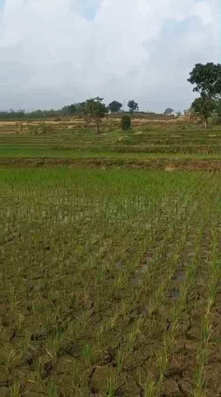 dijual tanah sumber kembar pacet mojokerto