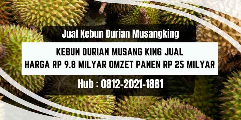 jual kebun durian musangking jawa barat