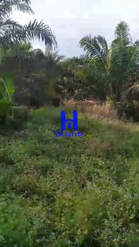 jual kebun sawit daerah gohor lama kec wampu langkat