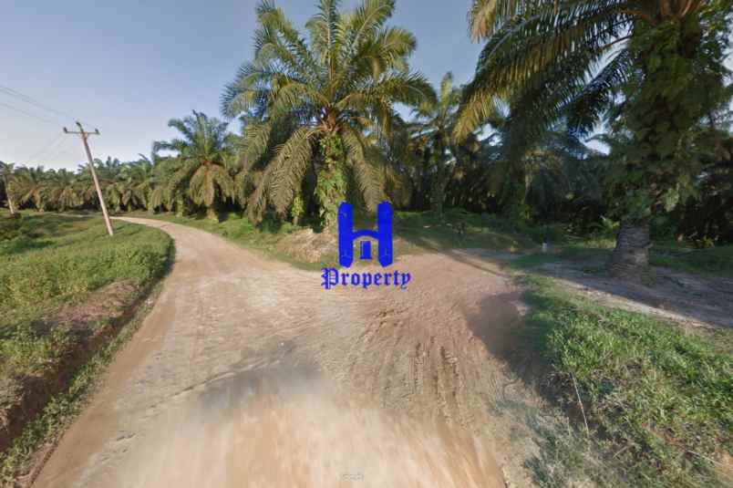 jual kebun sawit daerah gohor lama kec wampu langkat