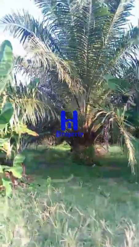 jual kebun sawit daerah gohor lama kec wampu langkat