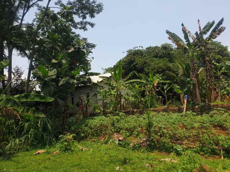 jual tanah atau kebun murah