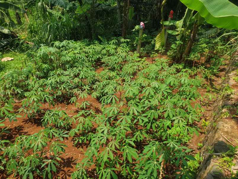 jual tanah atau kebun murah