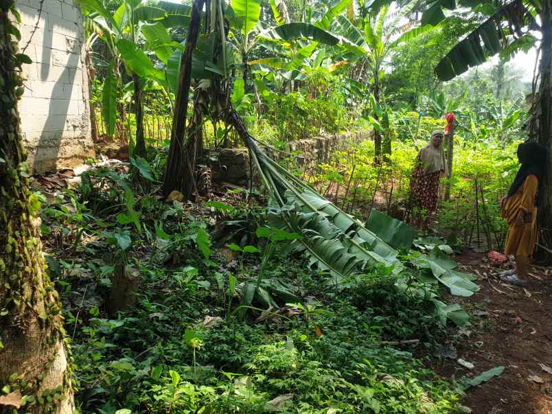 jual tanah atau kebun murah