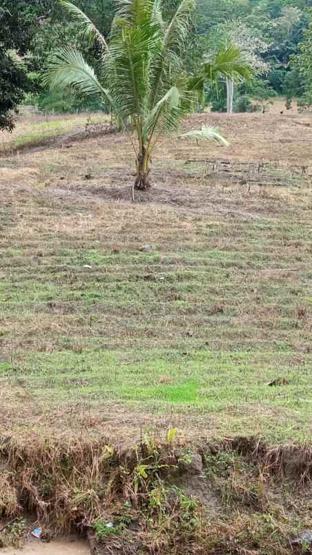 jual tanah kebun di jln raya trans sulawesi