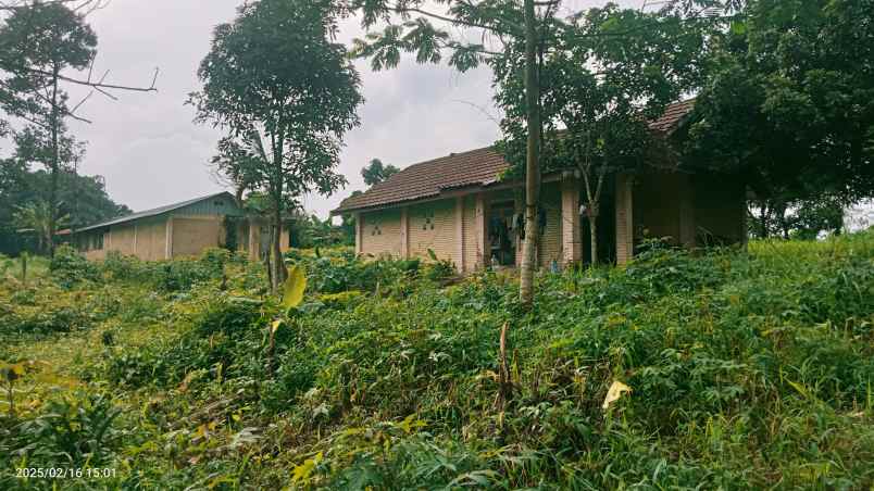 kandang sapi 20 hektar cariu kab bogor