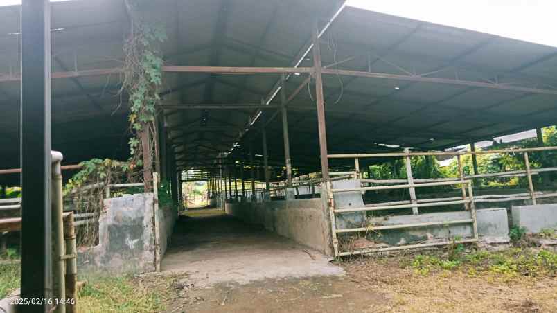 kandang sapi 20 hektar cariu kab bogor