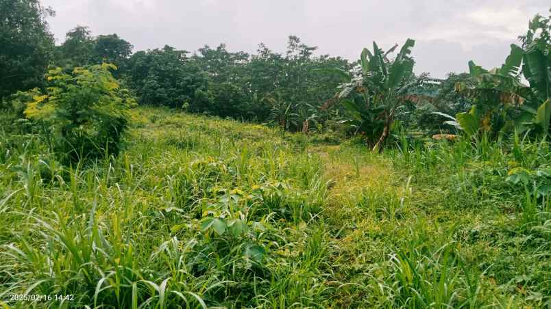 kandang sapi 20 hektar cariu kab bogor
