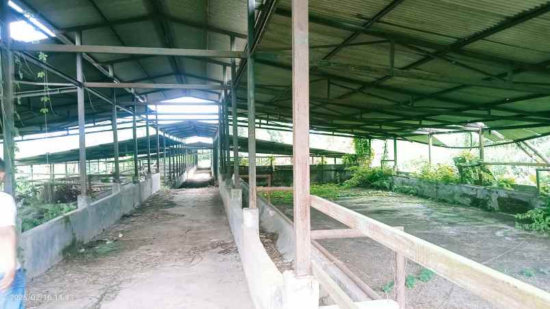 kandang sapi 20 hektar cariu kab bogor