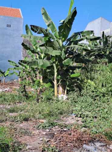 kavling dekat raya klampis surabaya