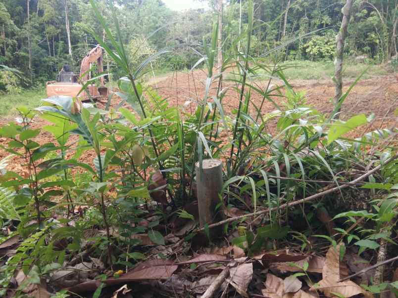 luas tanah 2377m jual borongan wa telp