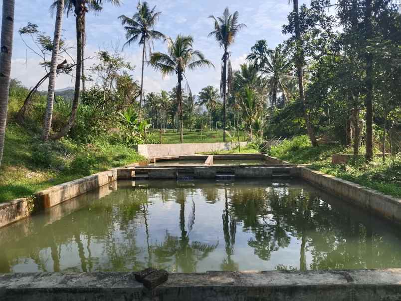 sawah kolam dekat sungai subang jawa barat