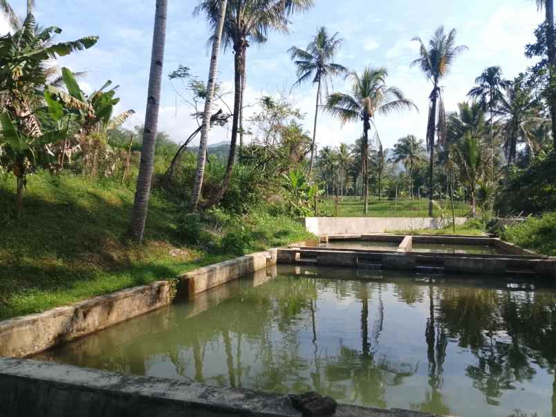 sawah kolam dekat sungai subang jawa barat