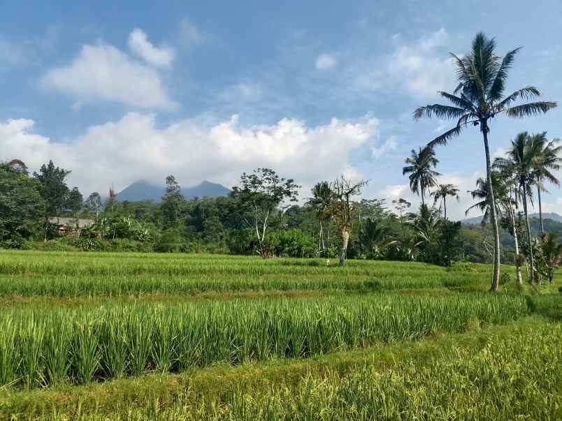 sawah kolam dekat sungai subang jawa barat