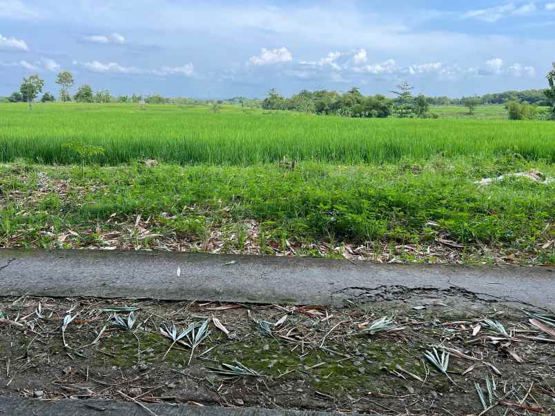 tanah datar view sawah 432m sambirejo sragen