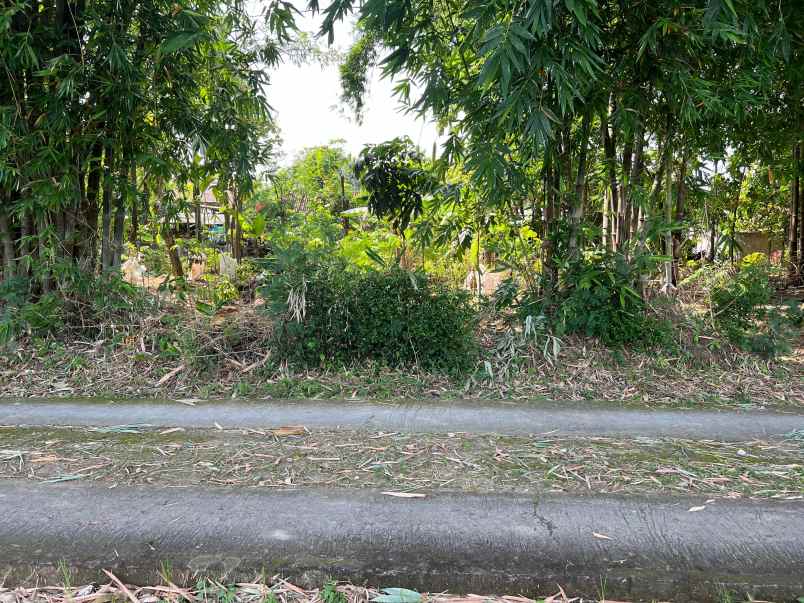 tanah datar view sawah 432m sambirejo sragen