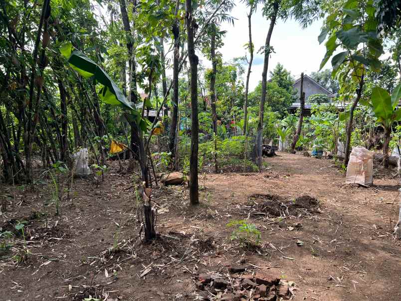 tanah datar view sawah 432m sambirejo sragen