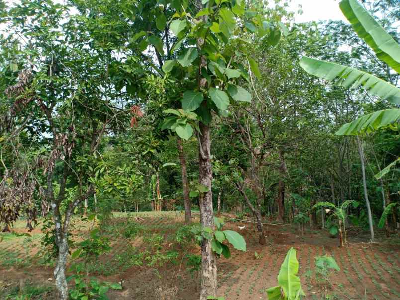 tanah kerjo karanganyar