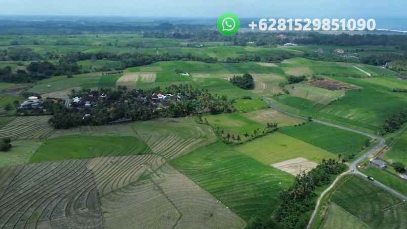 tanah sawah zona pink pariwisata di tabanan bali