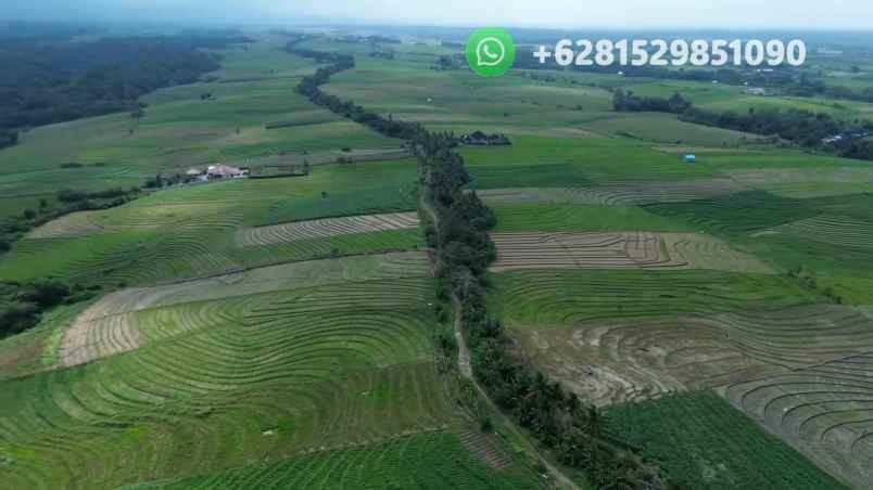tanah sawah zona pink pariwisata di tabanan bali