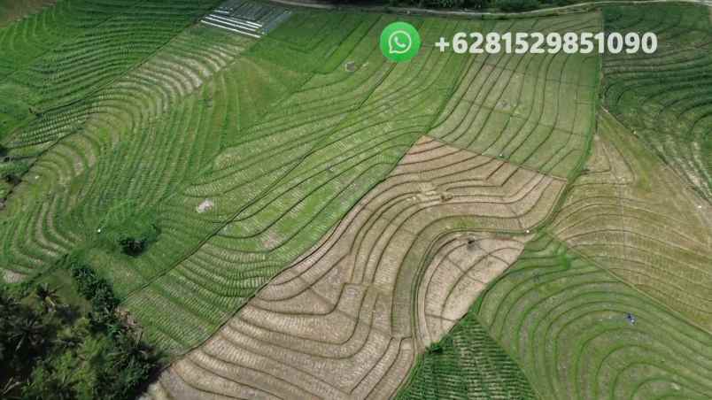 tanah sawah zona pink pariwisata di tabanan bali