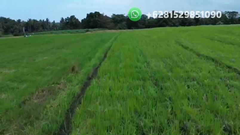 tanah sawah zona pink pariwisata di tabanan bali