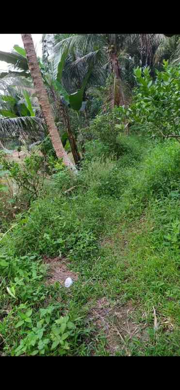 tanah seluas 65 hektar dijual