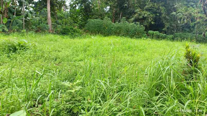 tanah siap bangun luas 600m shm kedaung kemiling