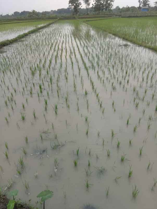 tanah super datar 1147m masaran sragen