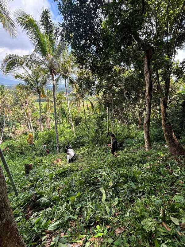 tanah view gunung dan sawah