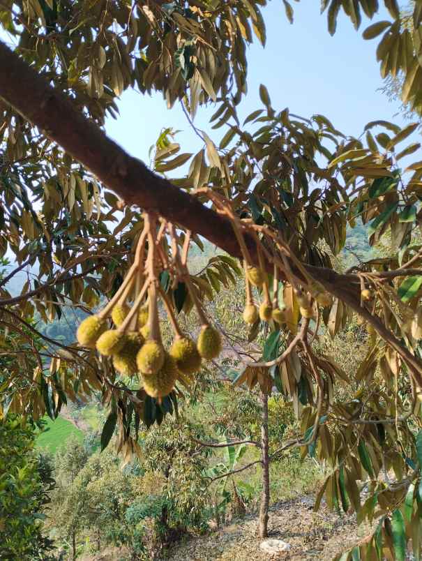 dijual kebun durian siap panen