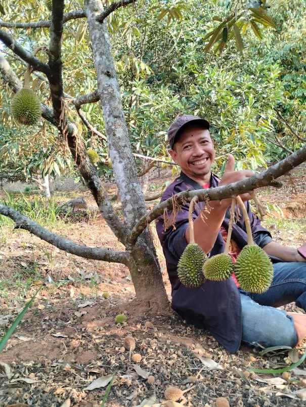 dijual kebun durian siap panen