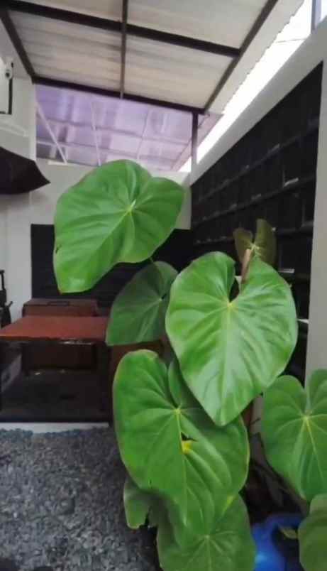 dijual rumah agro kusuma