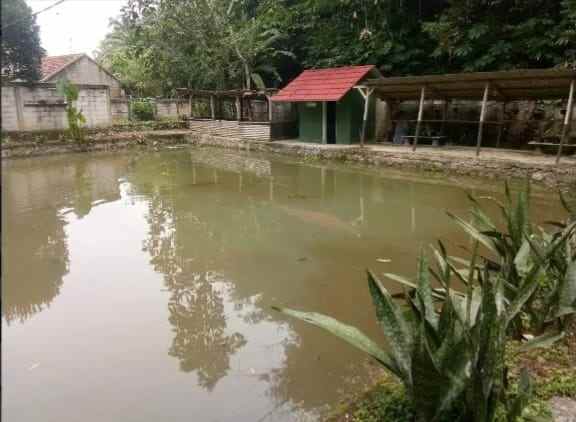 dijual tanah ada kolam ikan rancabungur bogor