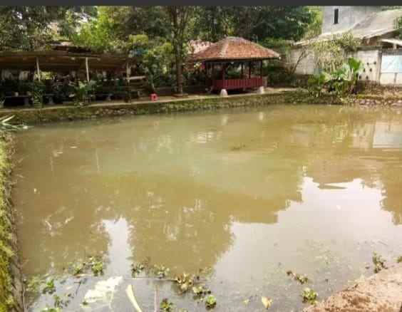 dijual tanah ada kolam ikan rancabungur bogor