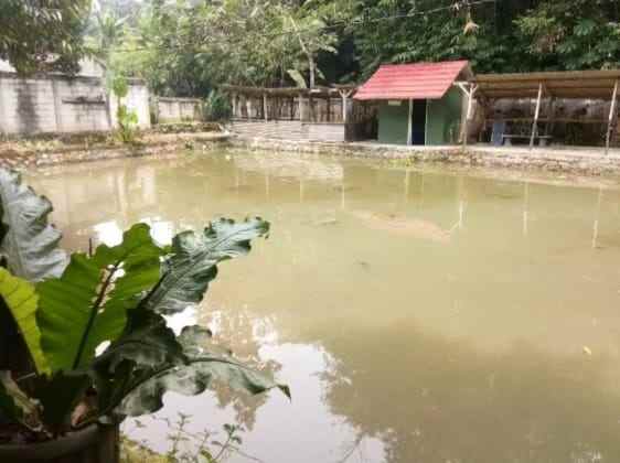 dijual tanah ada kolam ikan rancabungur bogor